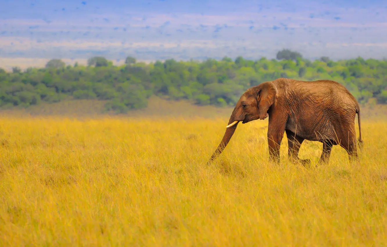 Photo wallpaper grass, nature, elephant, Savannah, Africa