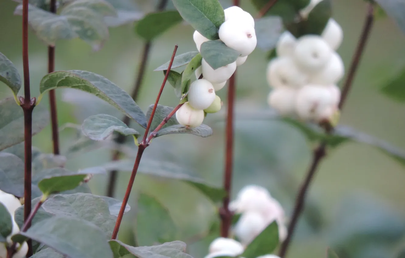 Photo wallpaper white, green, the snowberry