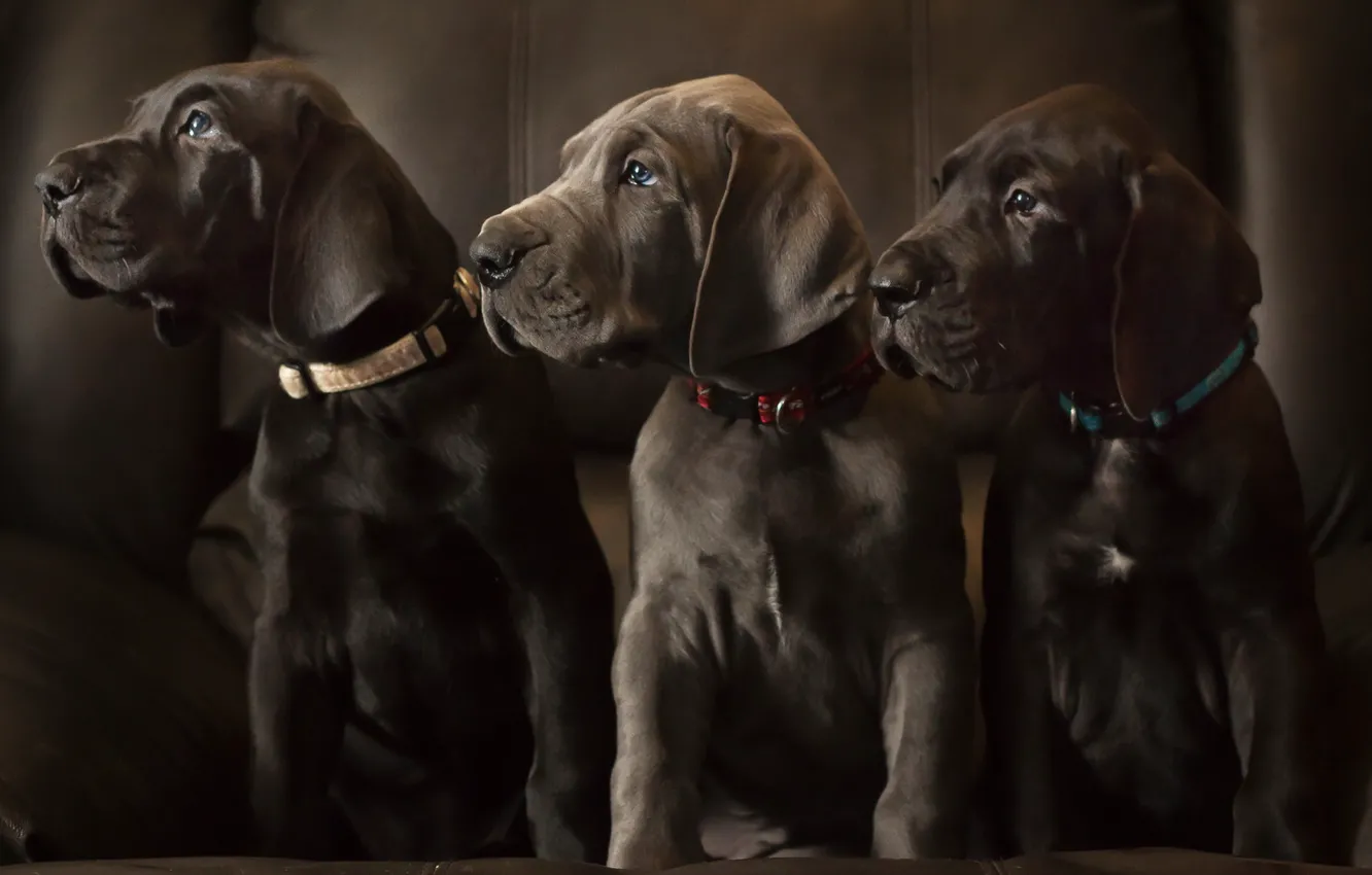 Photo wallpaper dogs, puppies, Labradors