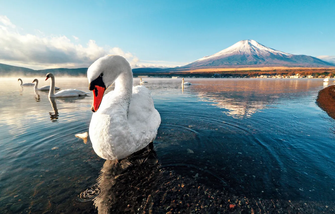 Photo wallpaper swan, sunset, mountain, lake, snow, dawn