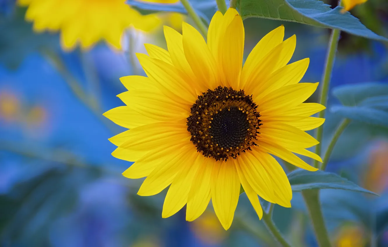 Photo wallpaper sunflowers, flowers, yellow