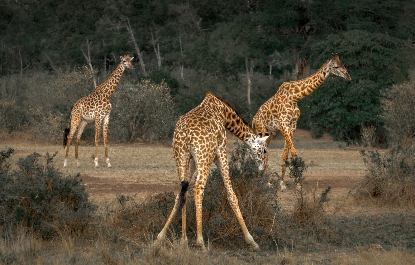 Photo wallpaper nature, giraffe, Savannah, Africa