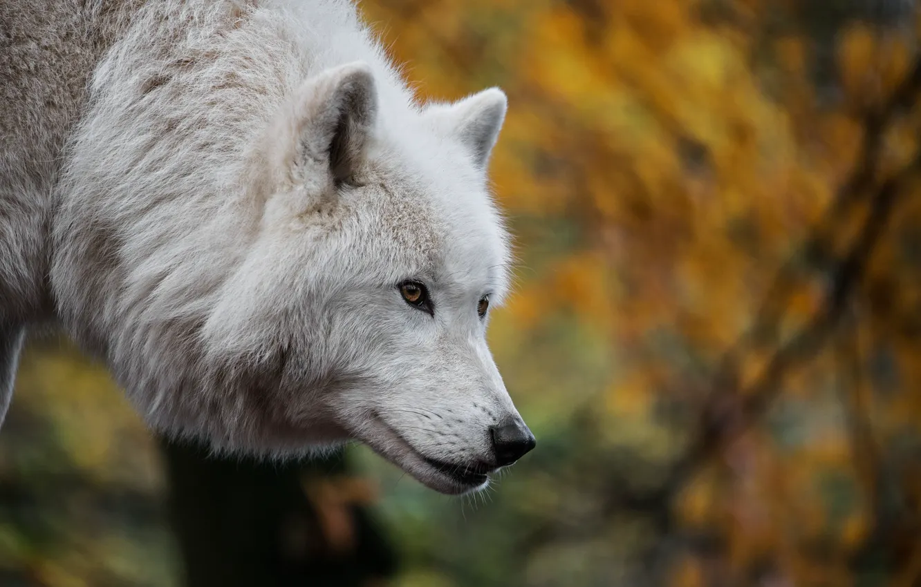 Photo wallpaper animal, wolf, predator, head