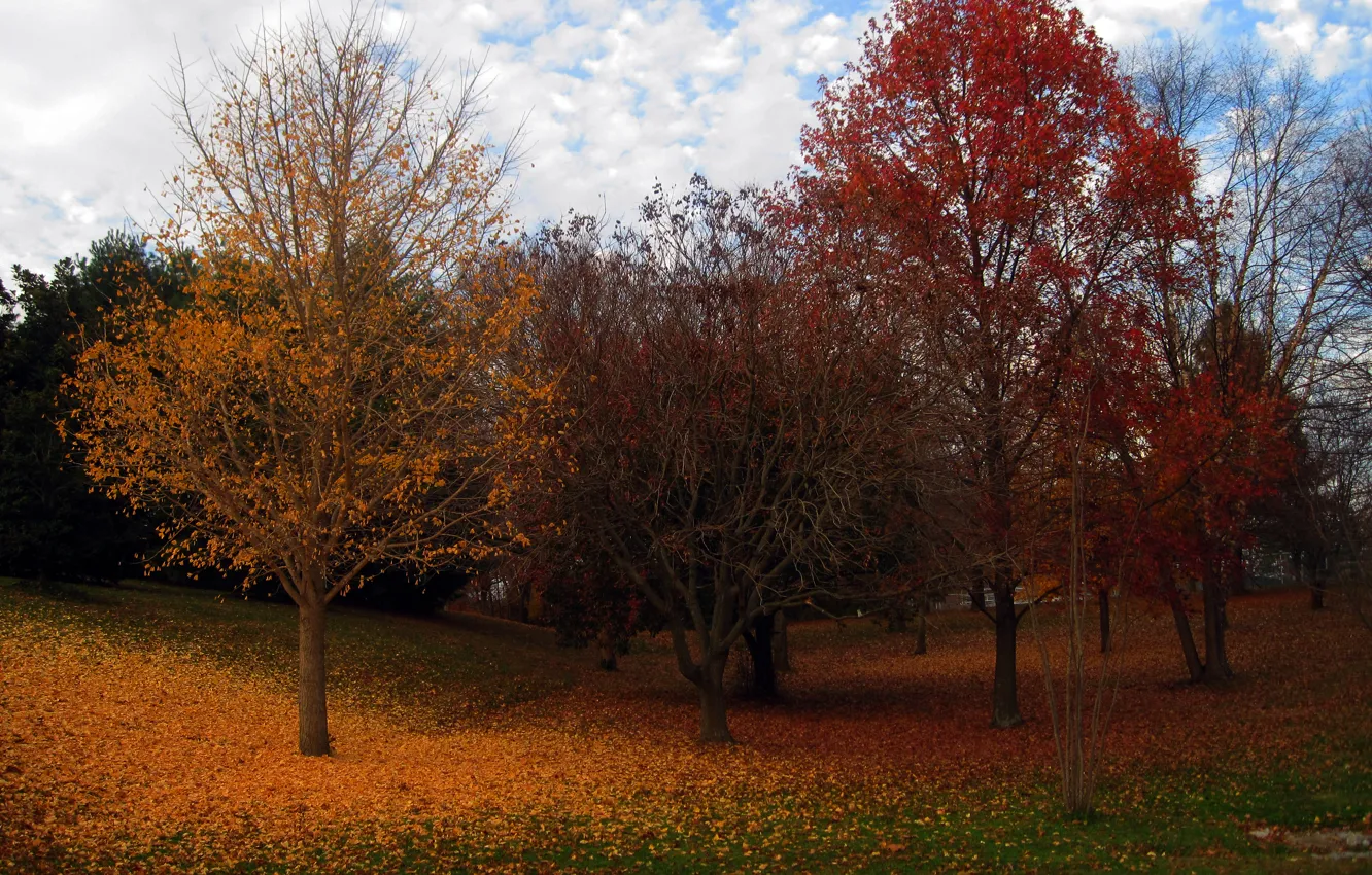 Photo wallpaper autumn, trees, foliage, colors, trees, leaves, Autumn fall