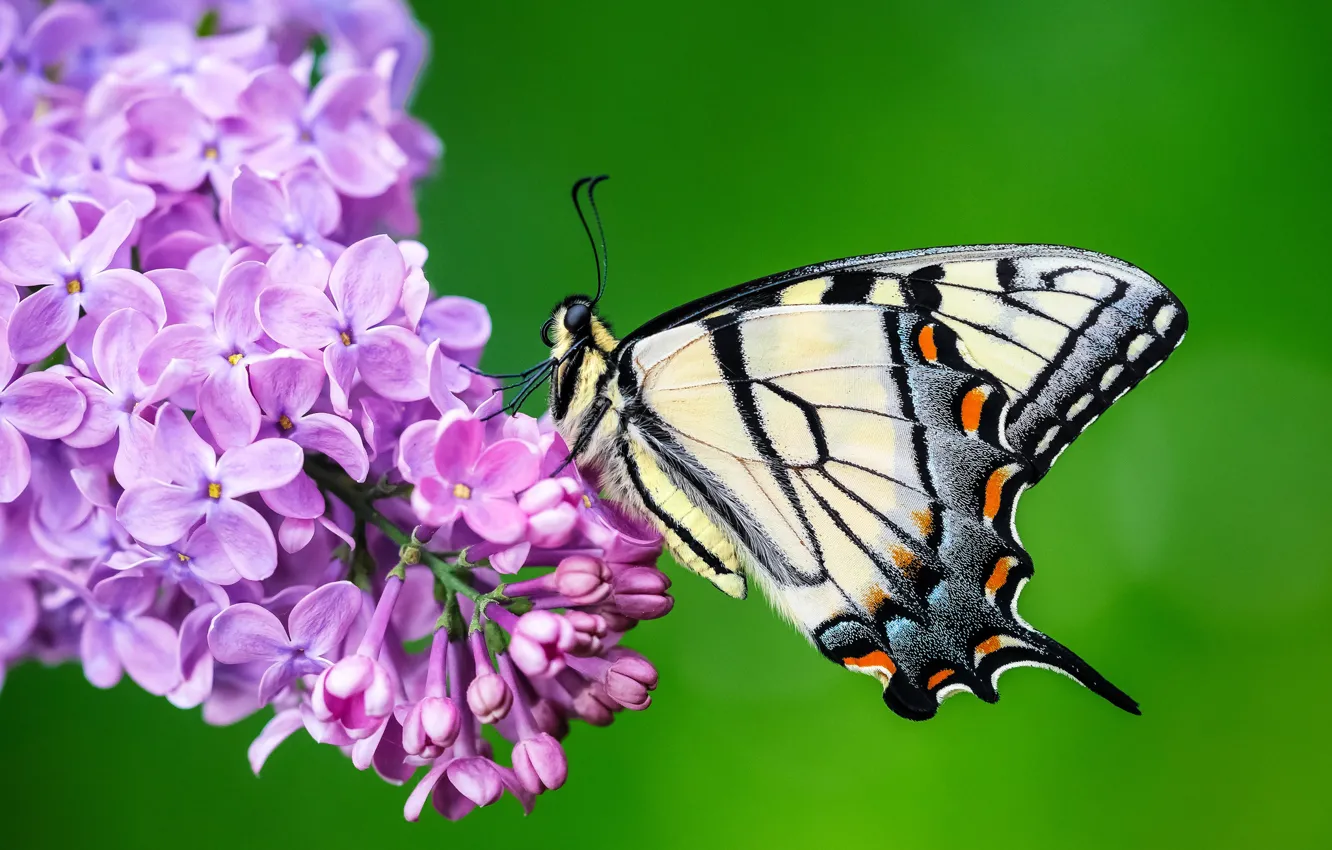 Photo wallpaper macro, flowers, green, background, butterfly, insect, lilac, lilac