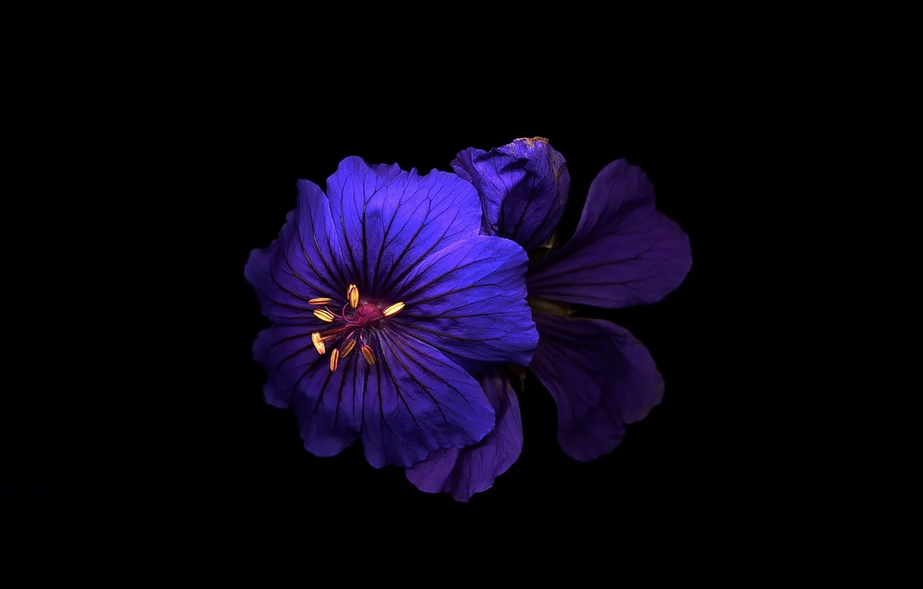 Photo wallpaper light, flowers, background, Wallpaper, shadow, petals