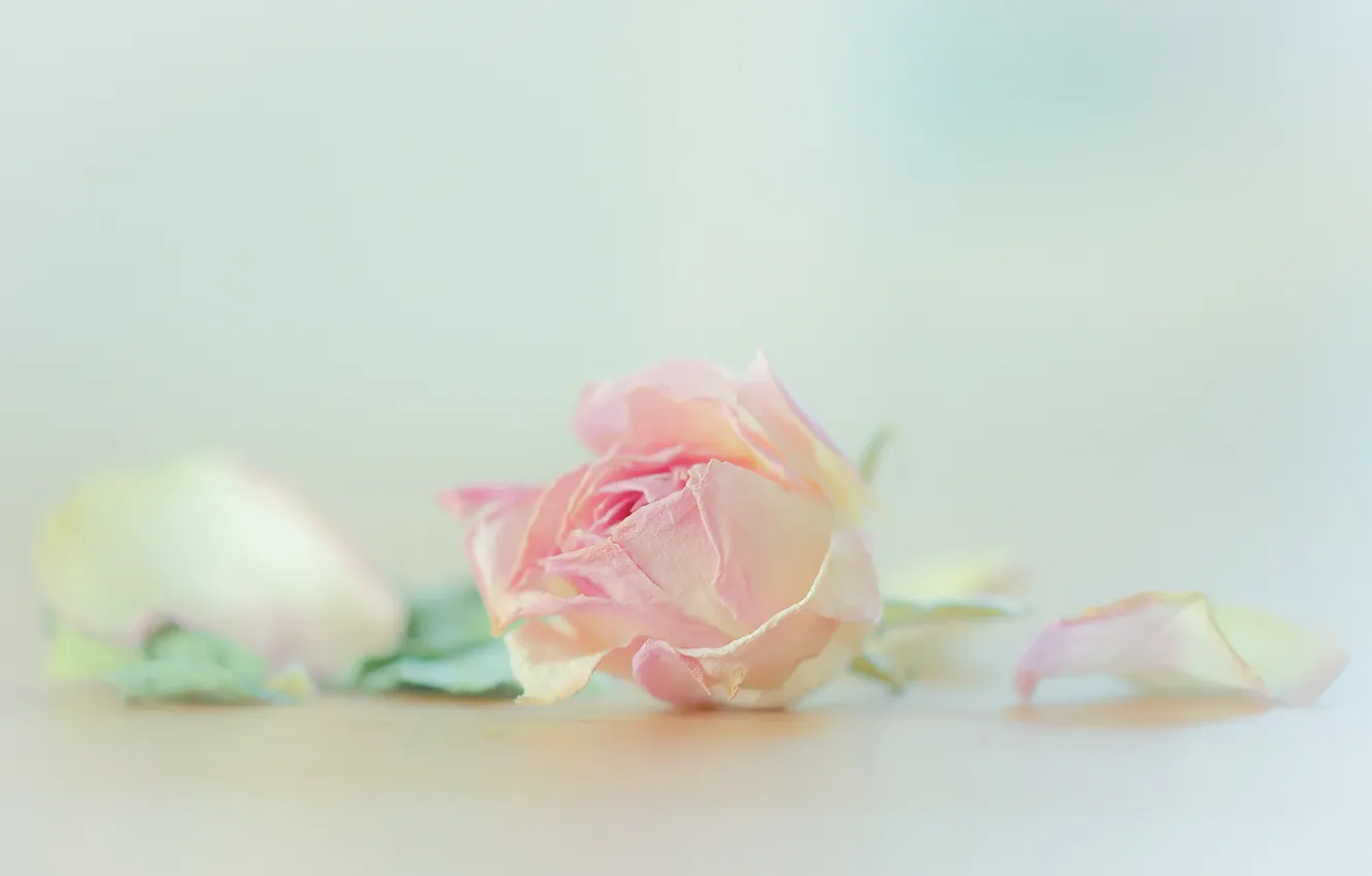 Photo wallpaper flowers, background, roses