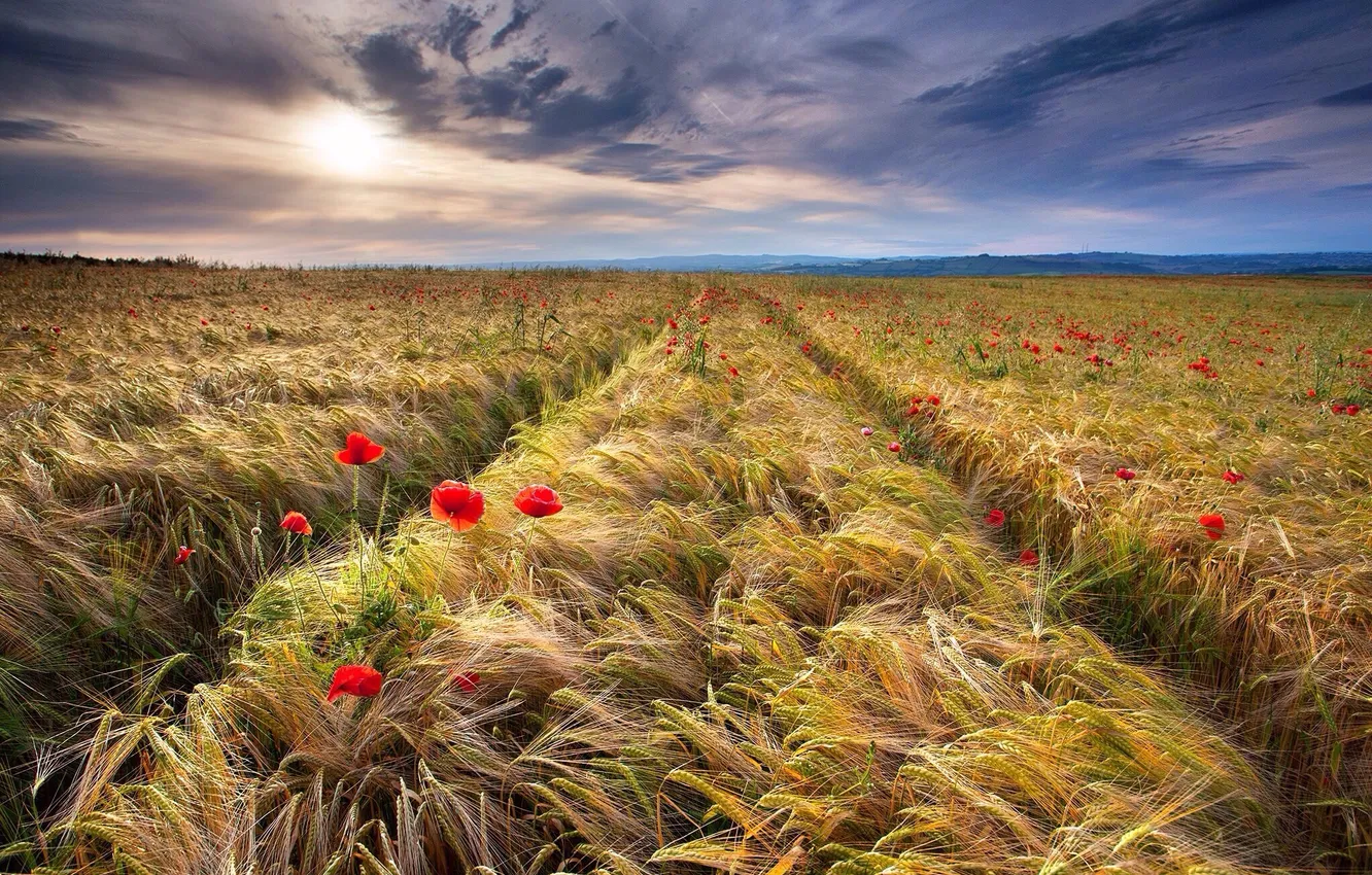 Photo wallpaper field, sunset, Maki