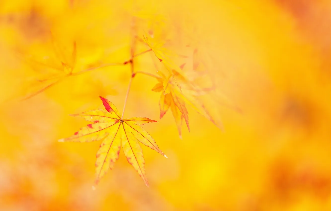 Photo wallpaper leaves, macro, nature