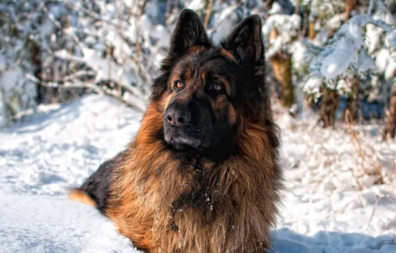 Photo wallpaper winter, each, dog