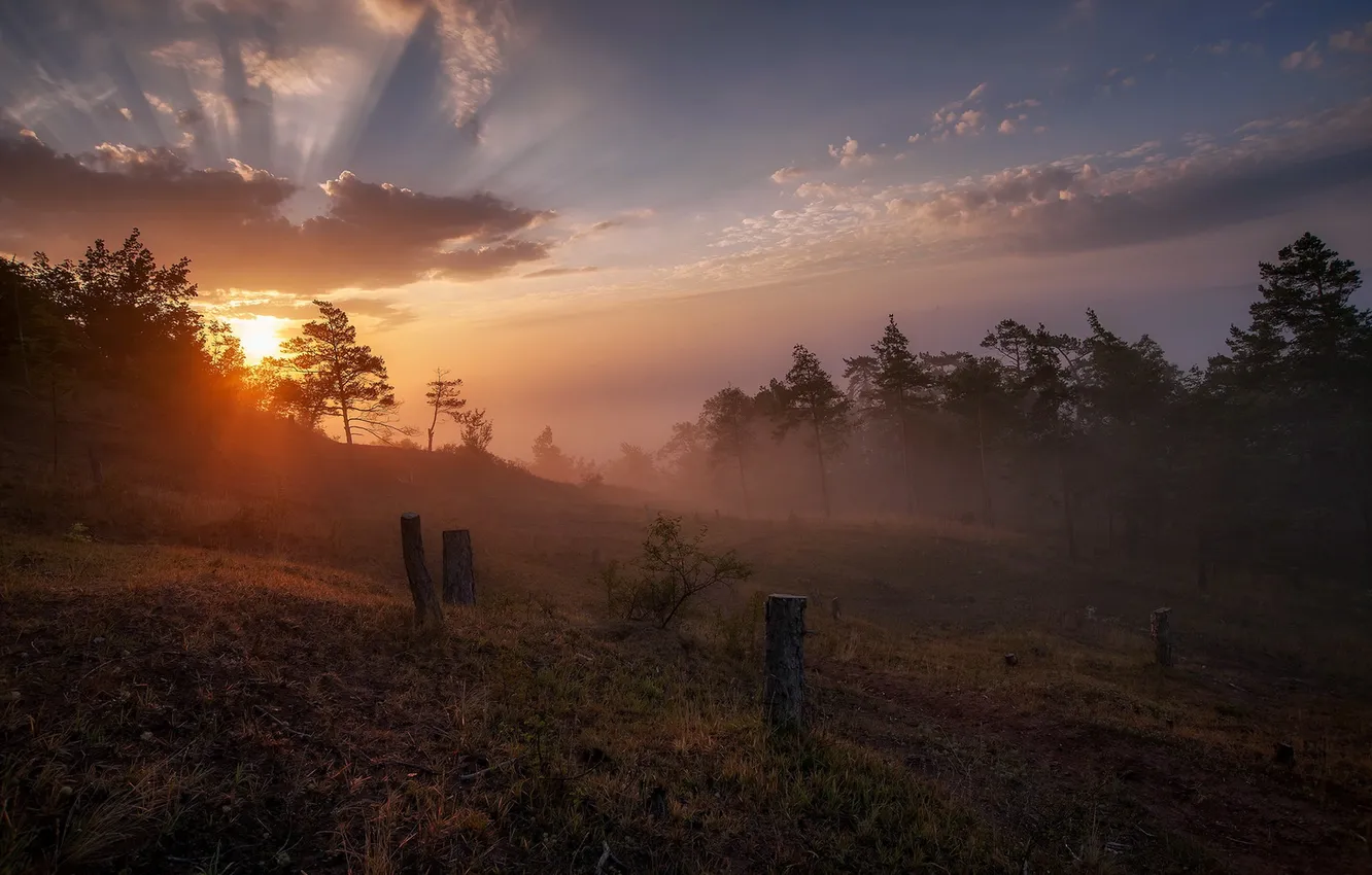 Photo wallpaper light, fog, morning