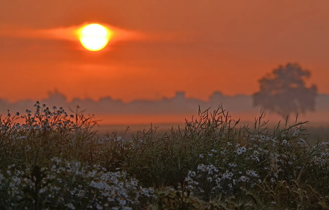 Photo wallpaper field, trees, sunset, flowers, orange, chamomile, the evening