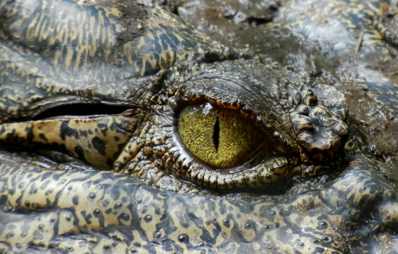 Photo wallpaper eyes, animal, predator, crocodile, Australia, animal, reptile, closeup