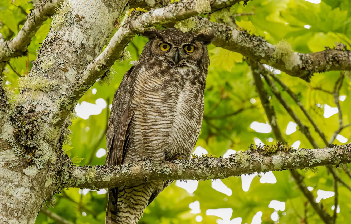 Photo wallpaper owl, green foliage, sitting on a branch