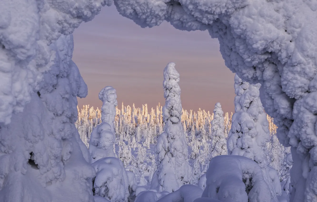 Photo wallpaper winter, snow, trees, landscape, nature, Finland, National Park, Riisitunturi