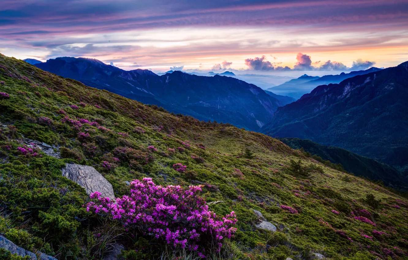 Photo wallpaper landscape, flowers, mountains, slope