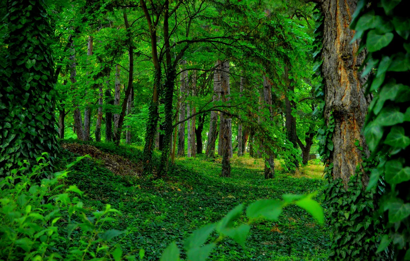 Photo wallpaper Greens, Trees, Forest, Green, Forest, Trees