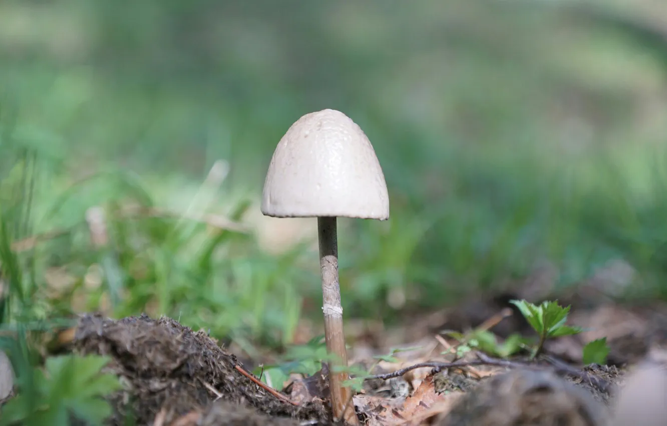 Photo wallpaper macro, mushrooms, toadstool, poisonous