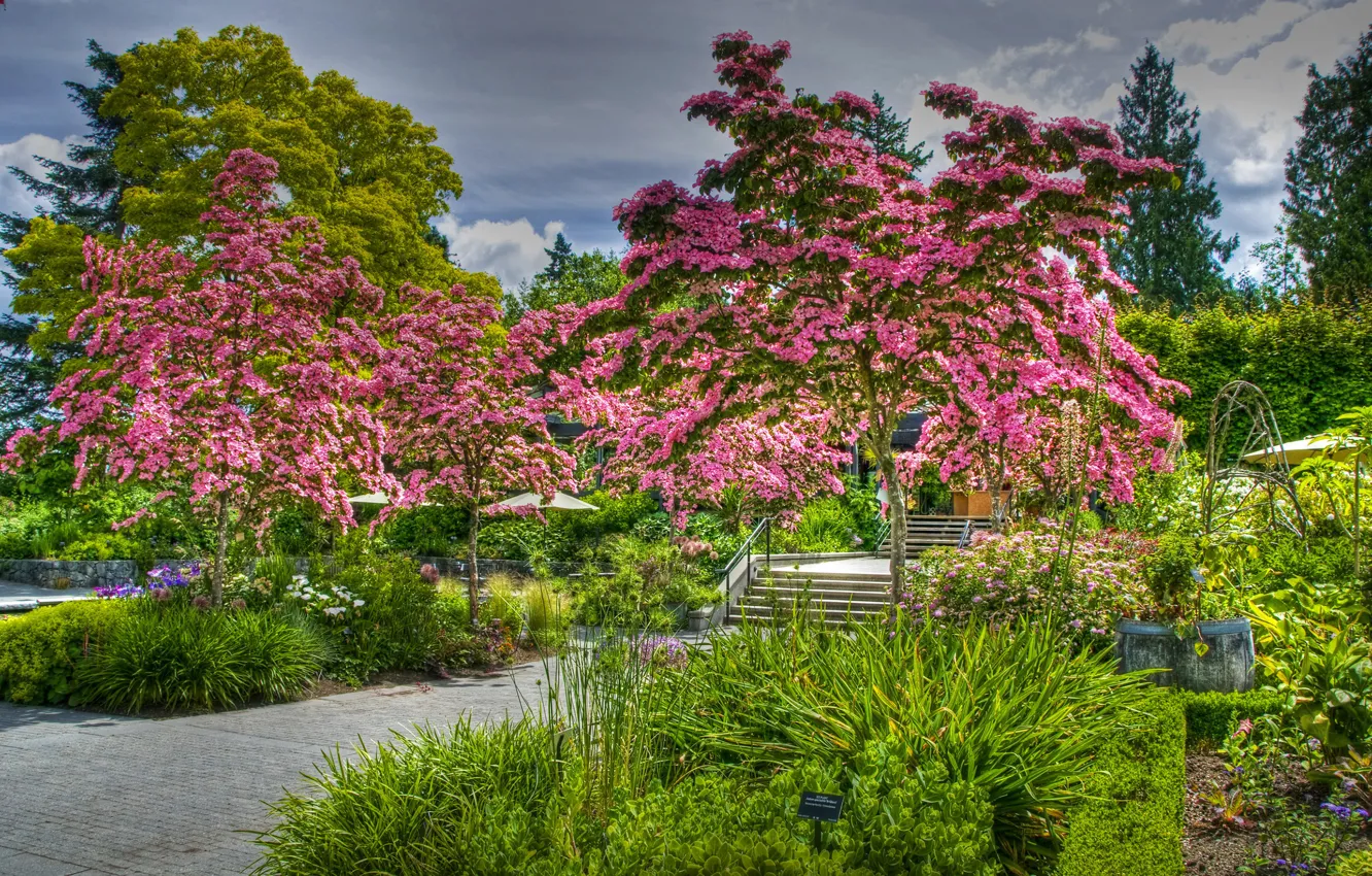 Photo wallpaper HDR, garden, Sakura, Canada, Vancouver, trees, beautiful, flowering trees
