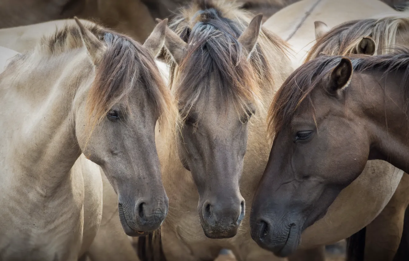 Photo wallpaper nature, background, horse