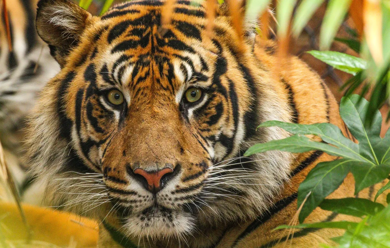 Photo wallpaper cat, tiger, coloring
