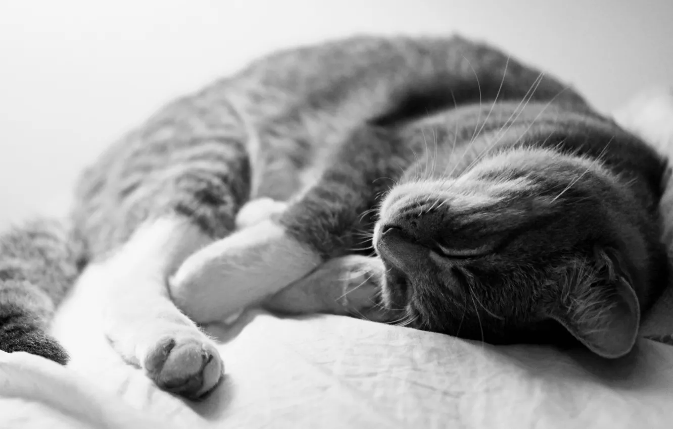 Photo wallpaper cat, grey, sleeping