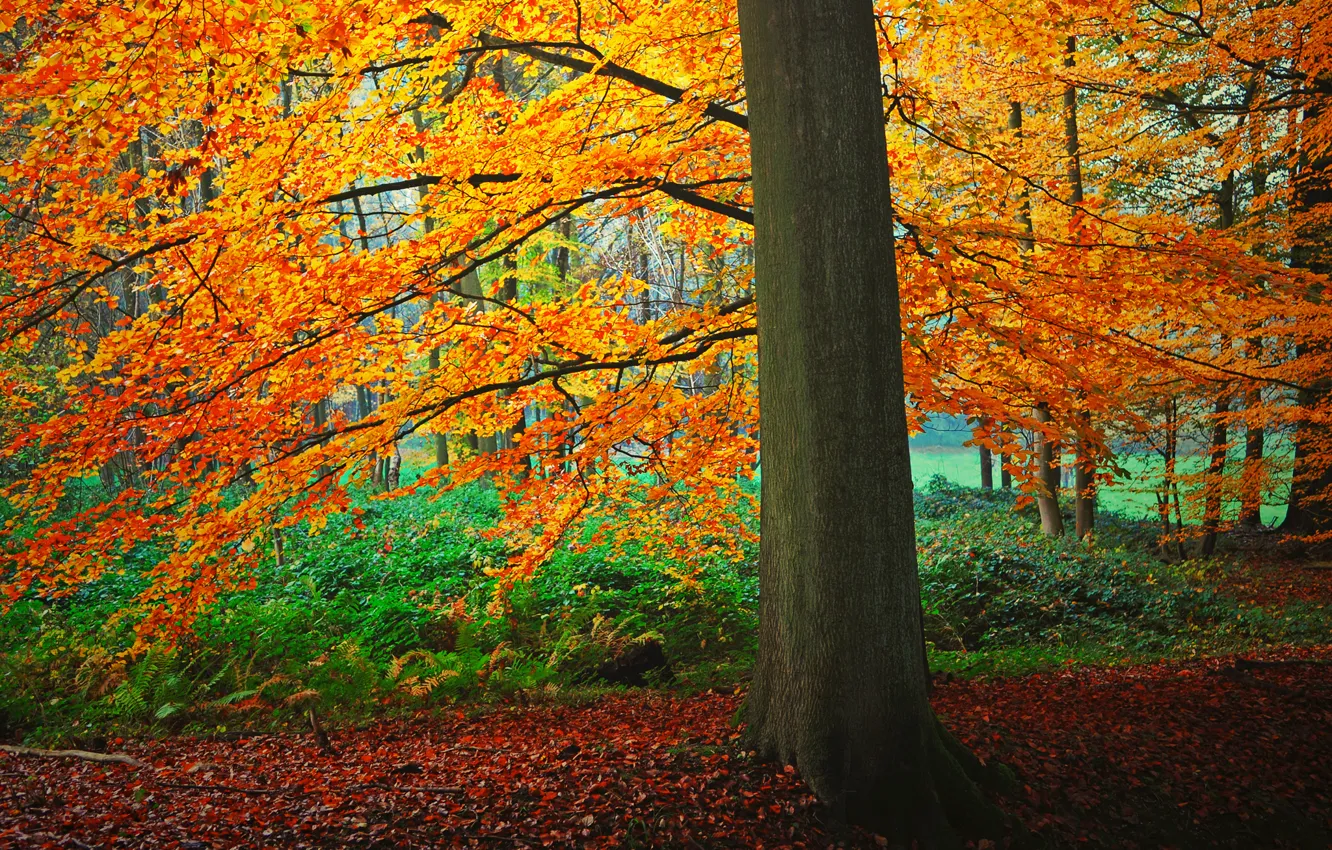 Photo wallpaper autumn, forest, leaves, tree, the bushes