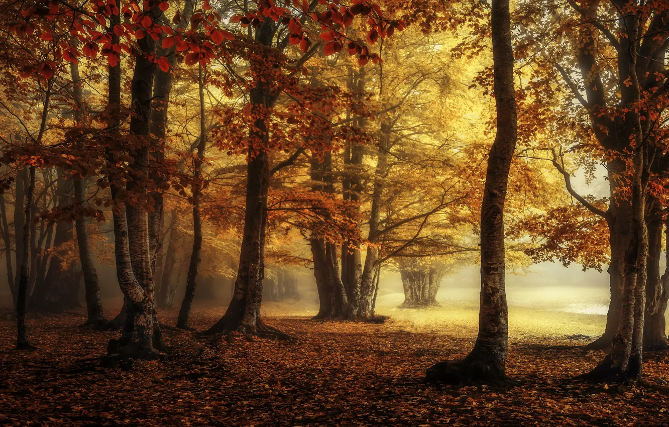Photo wallpaper autumn, forest, fog, Park, foliage, the colors of autumn, Golden autumn, the crimson