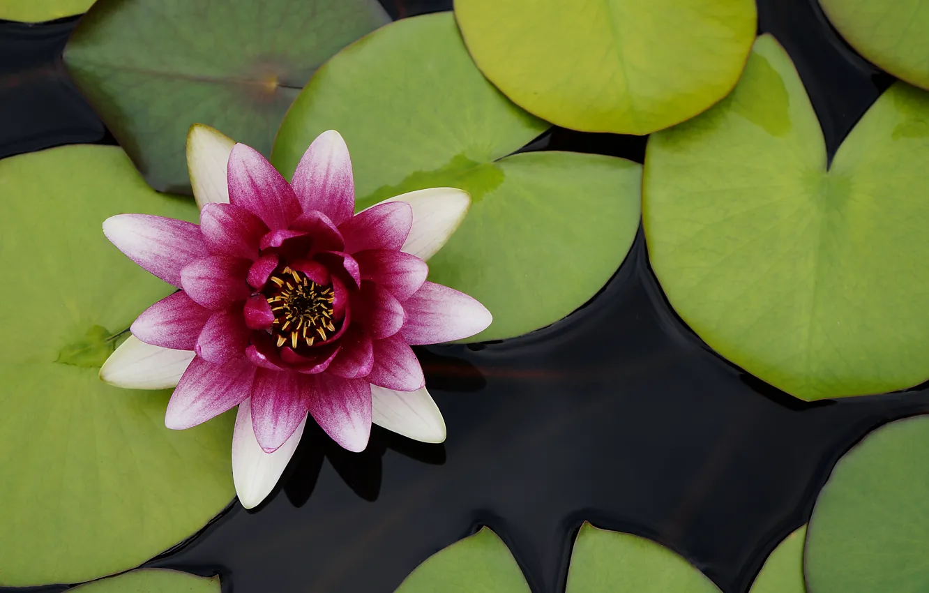 Photo wallpaper Lily, petals, Lily