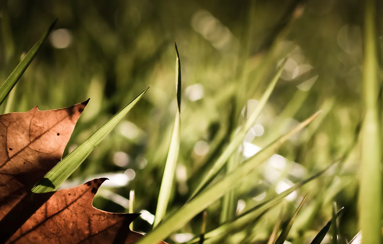 Photo wallpaper grass, leaves, light