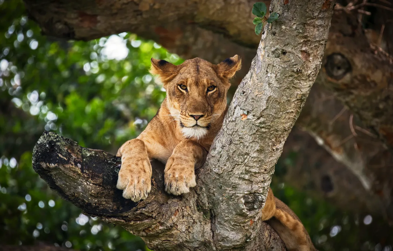 Photo wallpaper look, face, branches, nature, background, tree, paws, lioness
