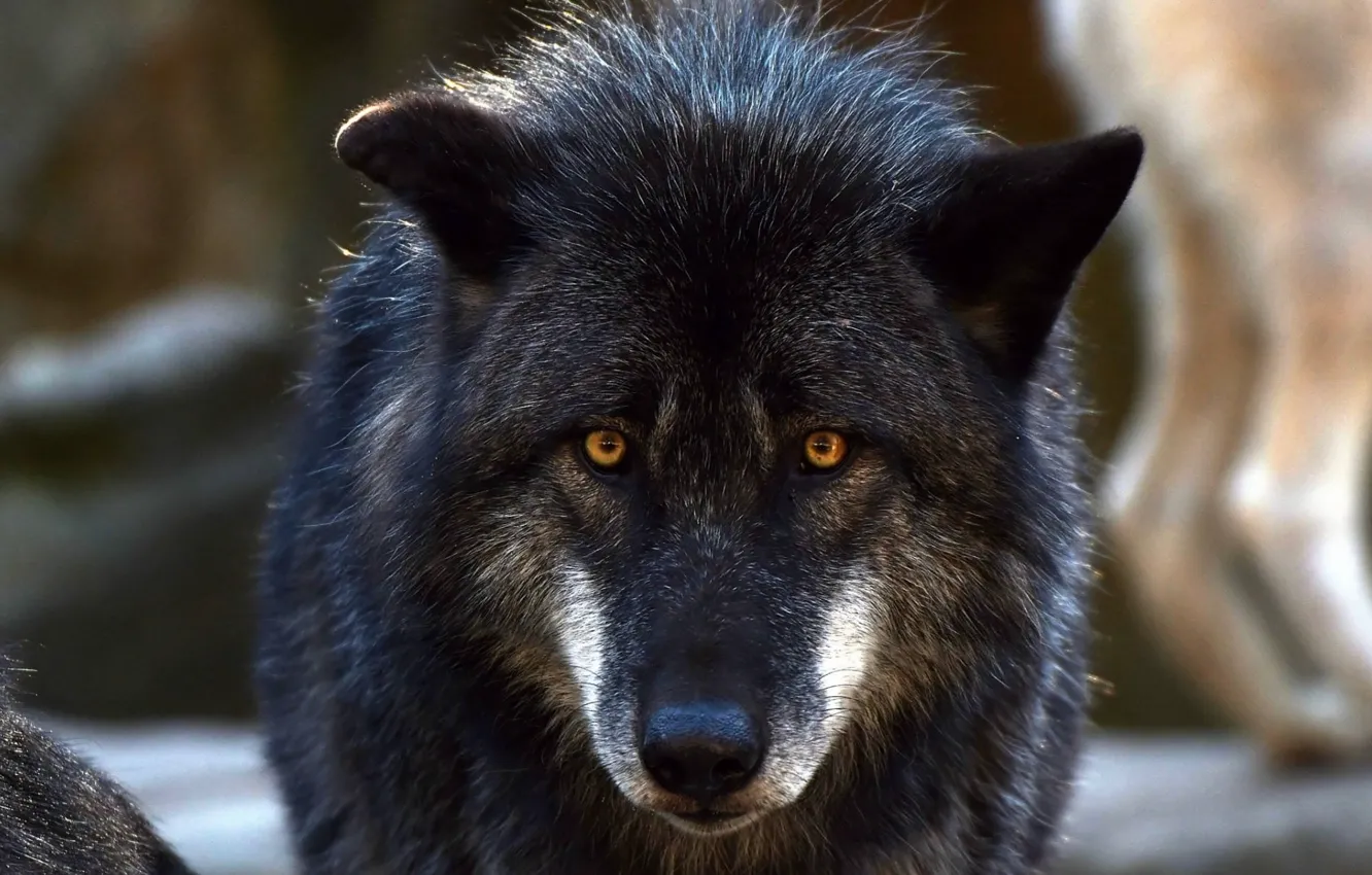 Photo wallpaper nature, predator, animal, wolf, wildlife, portrait, portrait., Canis lupus. face