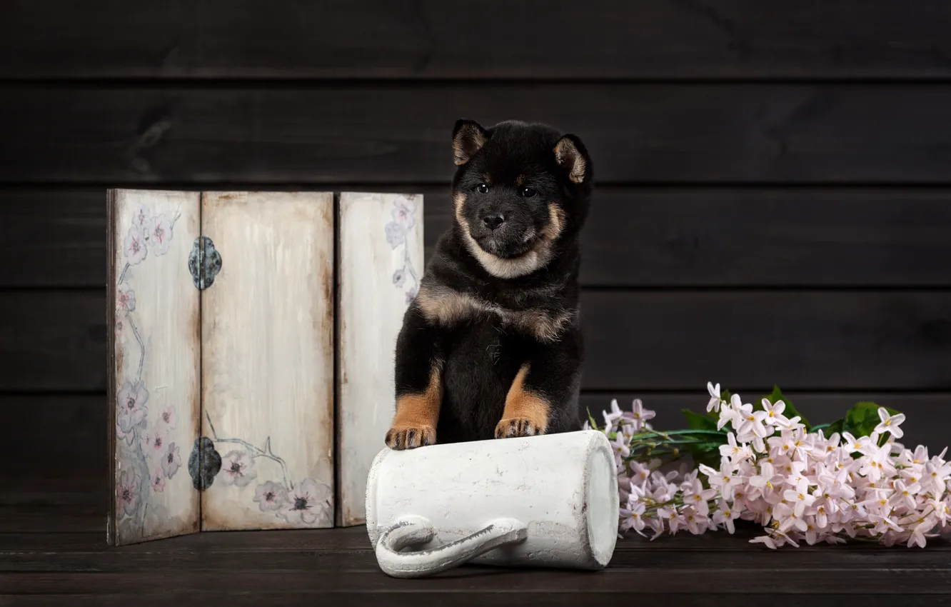 Photo wallpaper flowers, dog, puppy, Shiba inu, Olga Smirnova