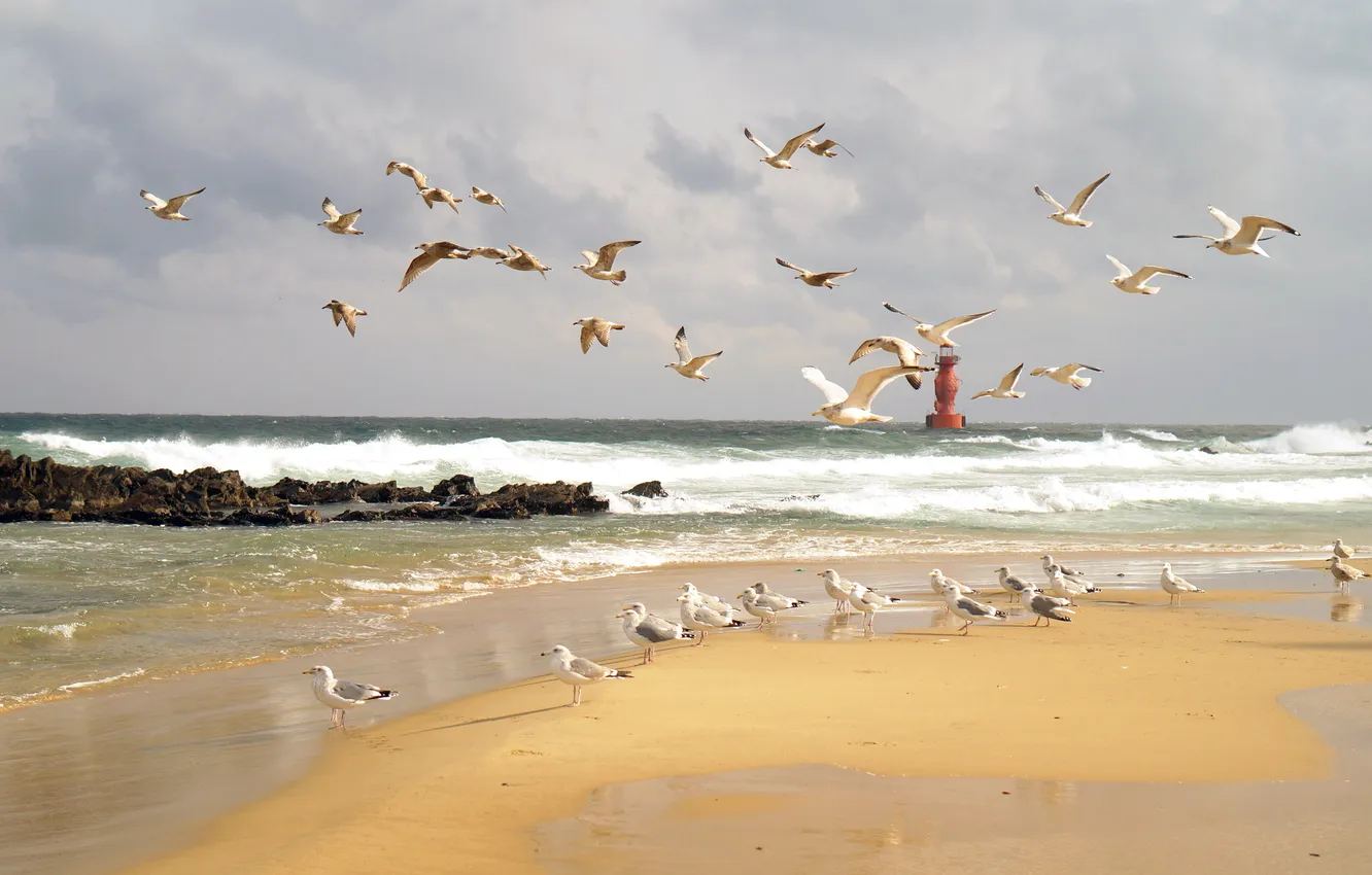 Photo wallpaper sand, wave, beach, the sky, clouds, landscape, birds, the ocean