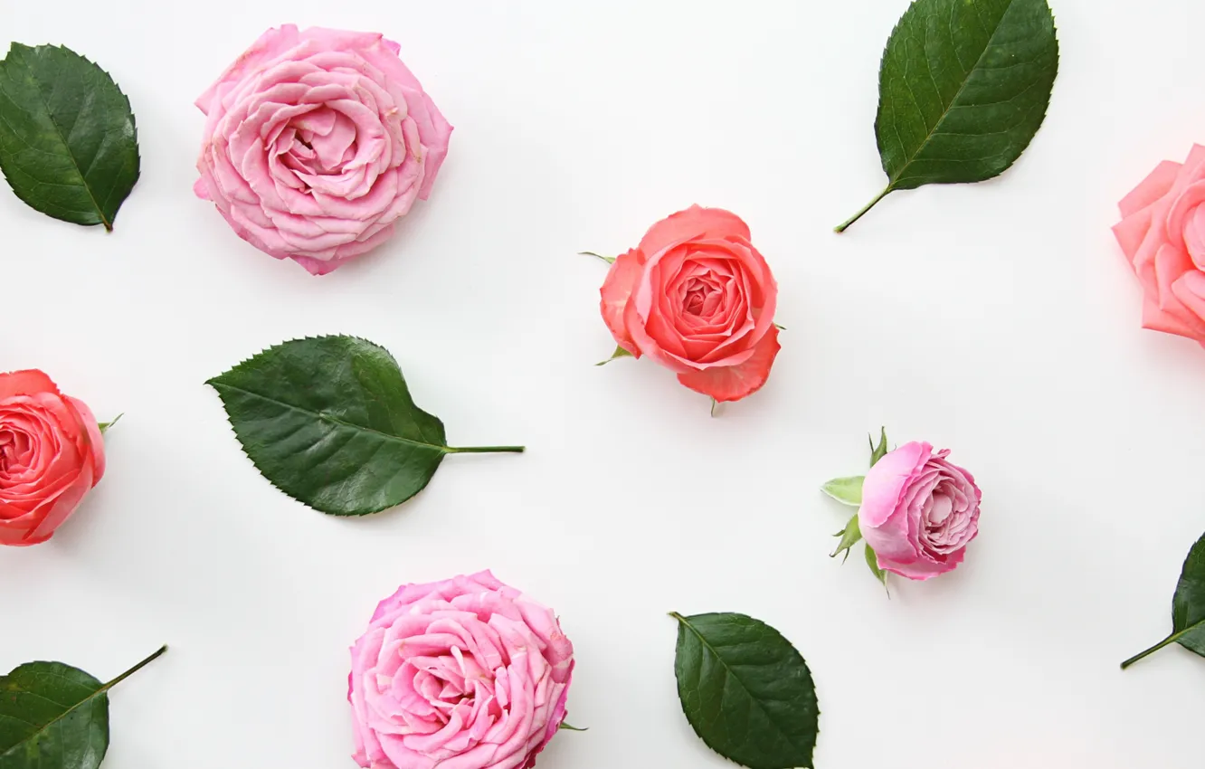 Photo wallpaper roses, petals, wallpaper, buds, design, pink, flowers, decor