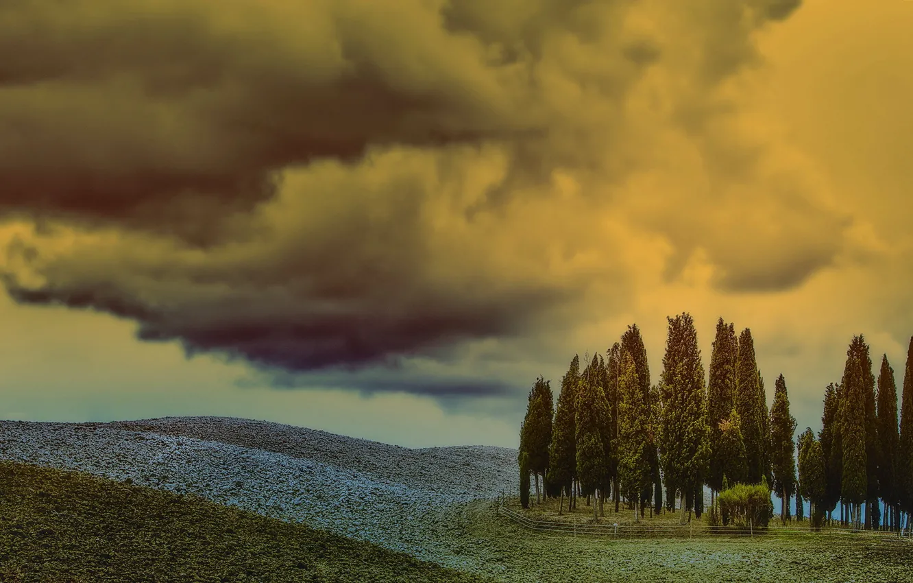 Photo wallpaper field, the sky, trees, landscape