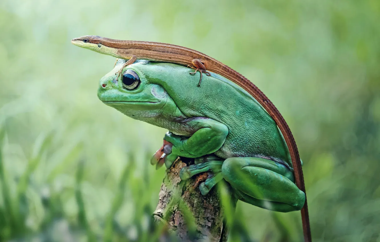 Photo wallpaper nature, frog, lizard, amphibian
