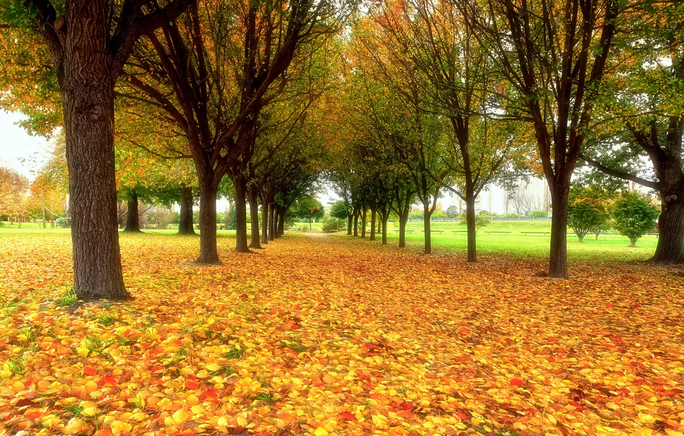 Photo wallpaper autumn, nature, Park, foliage