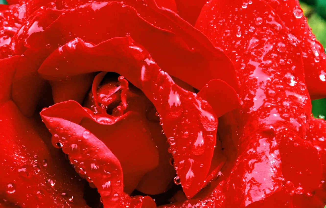 Photo wallpaper after the rain, Rose red