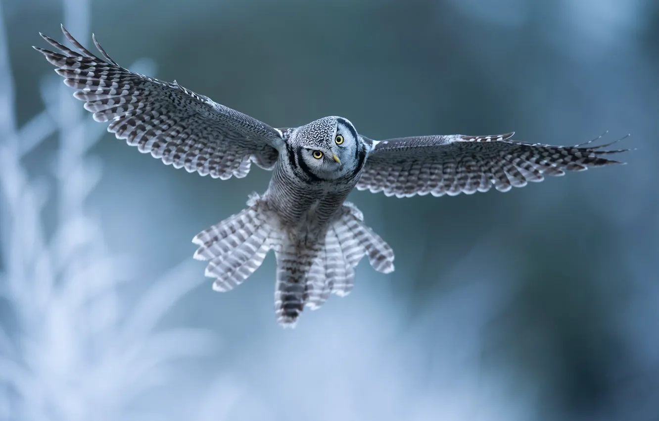 Photo wallpaper winter, frost, look, flight, branches, pose, owl, bird