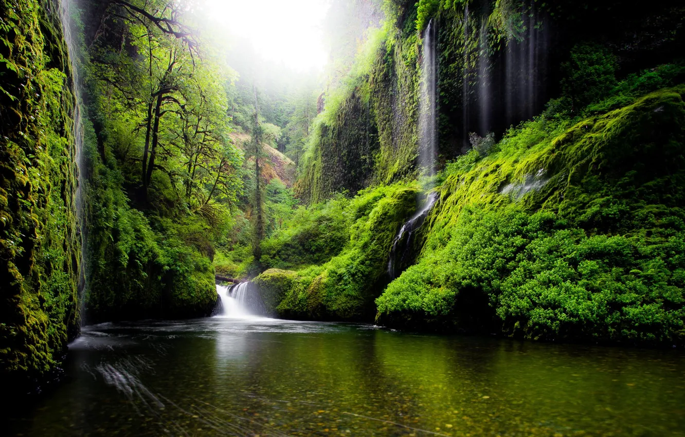 Photo wallpaper greens, leaves, water, trees, nature, river, spring, USA