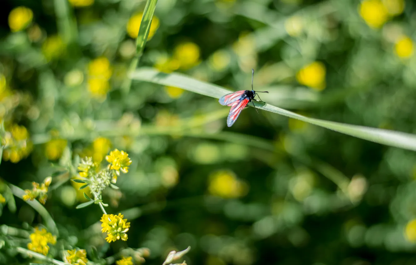 Photo wallpaper summer, grass, the sun, butterfly, beetle, sitting