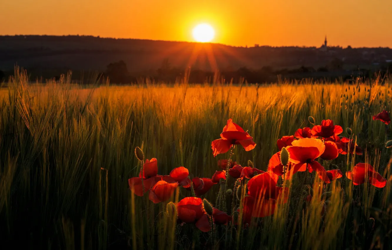 Photo wallpaper summer, the sun, light, sunset, flowers, red, rye, Maki