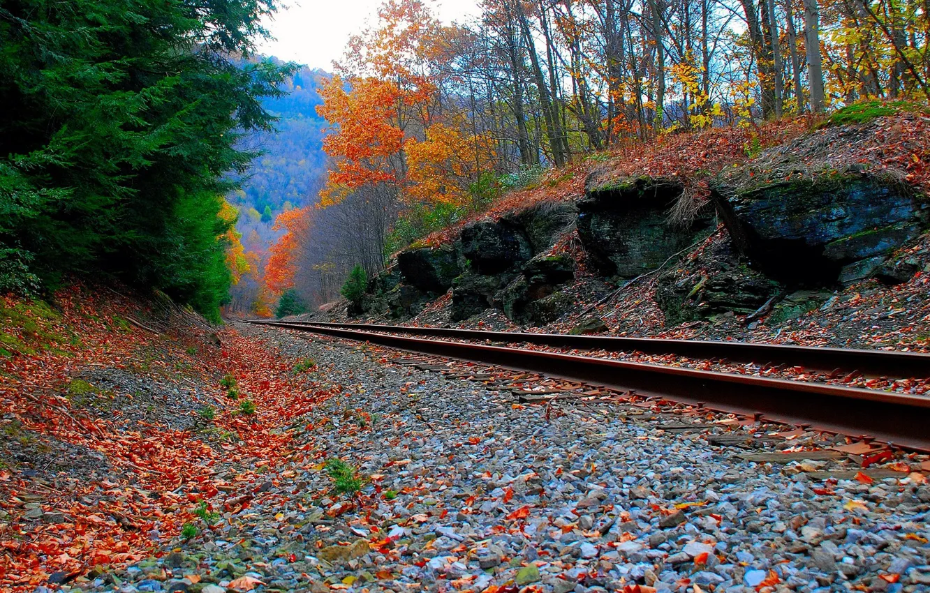 Photo wallpaper Road, Autumn, Forest, iron