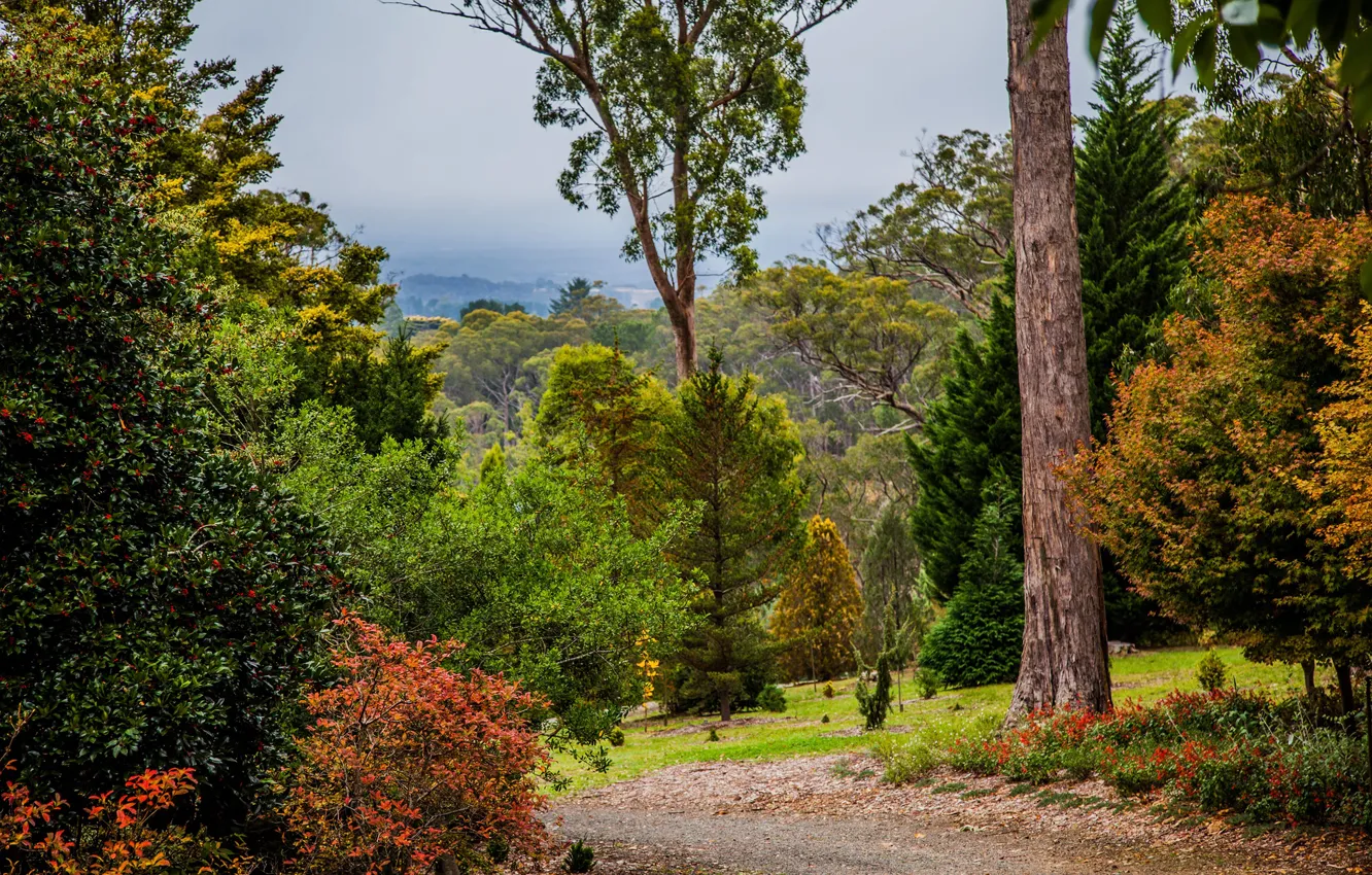 Photo wallpaper trees, Park, Australia, path, the bushes, Mount Lofty Botanic Garden