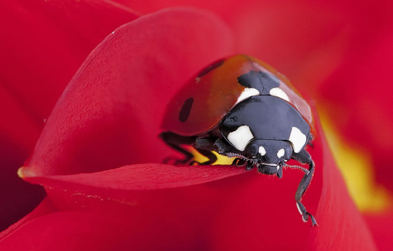 Photo wallpaper macro, flowers, ladybug