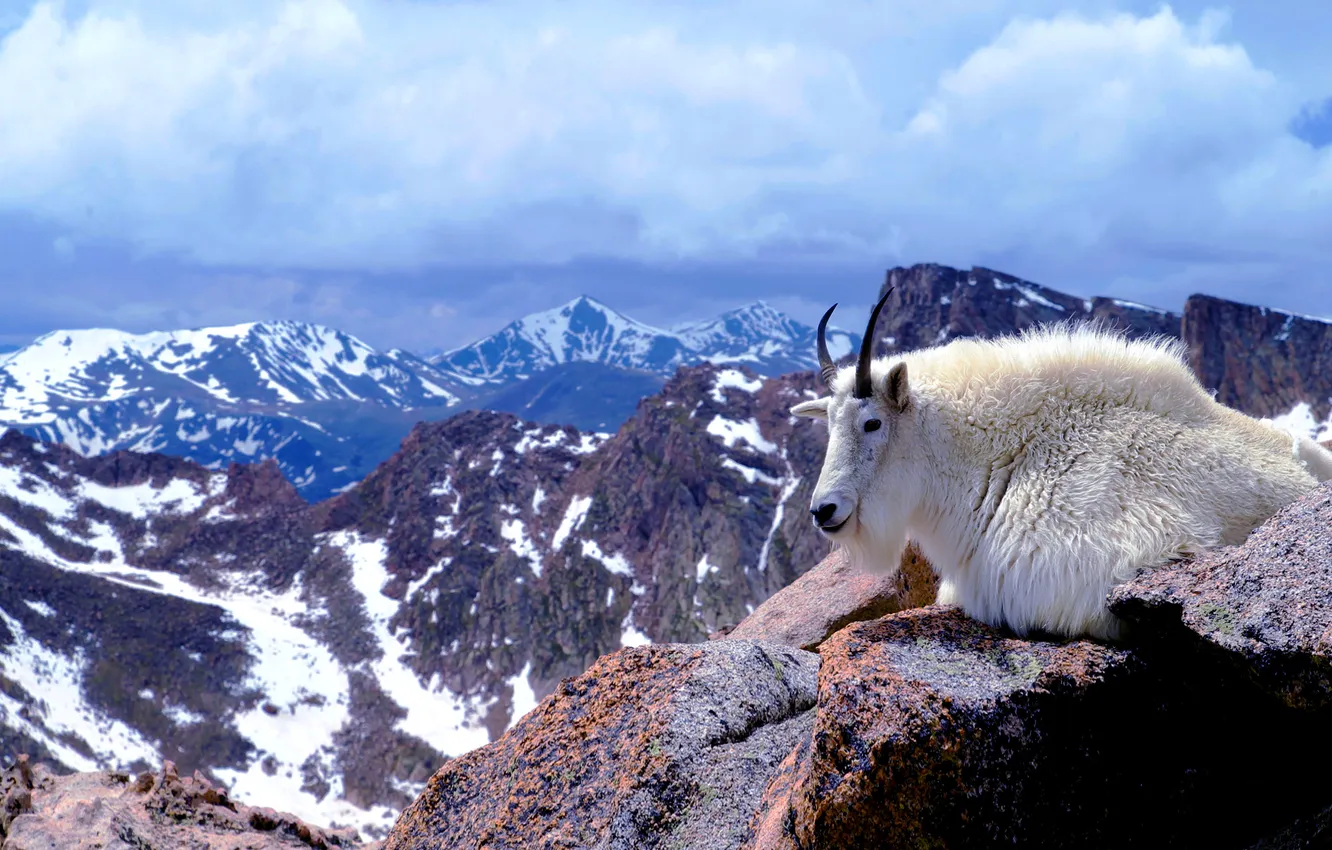 Photo wallpaper wool, Colorado, horns, USA, mountain goat, mount Evans