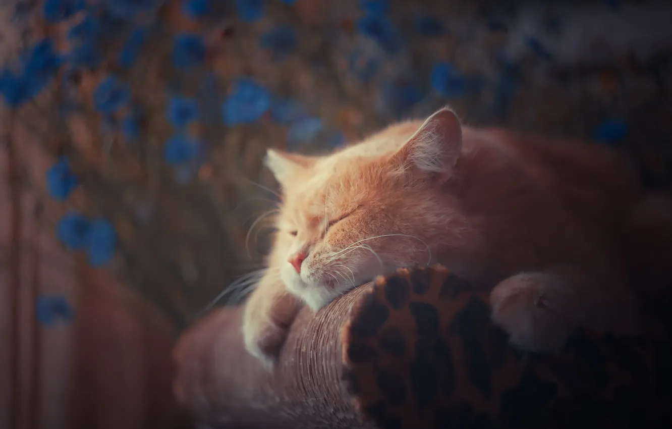 Photo wallpaper cat, background, home