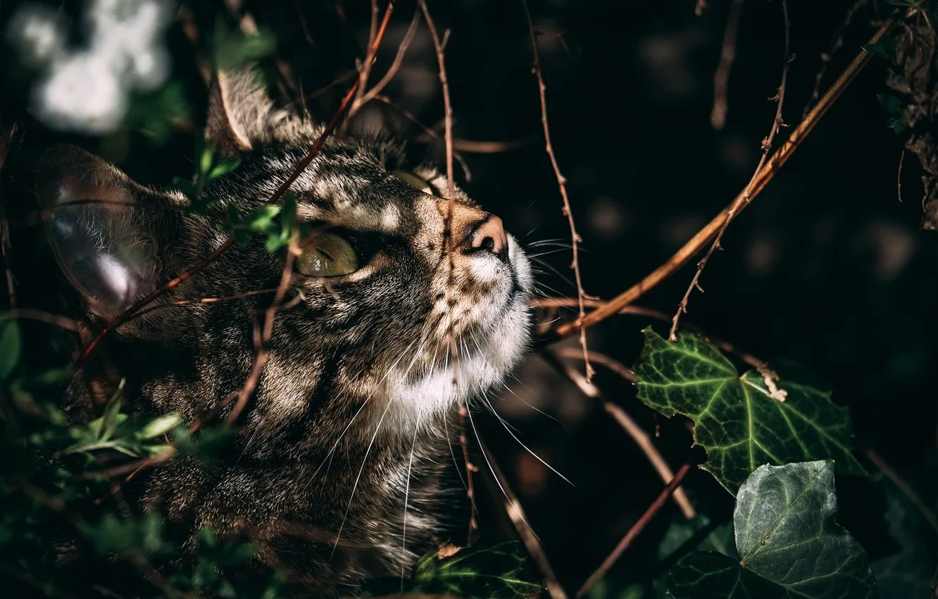 Photo wallpaper cat, look, leaves, hunting, striped