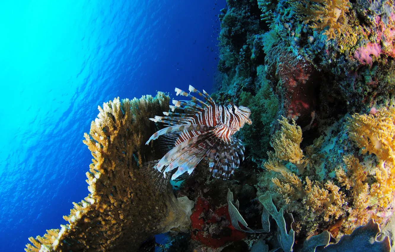 Photo wallpaper sea, fish, corals, underwater, sea, underwater, fish, Lionfish